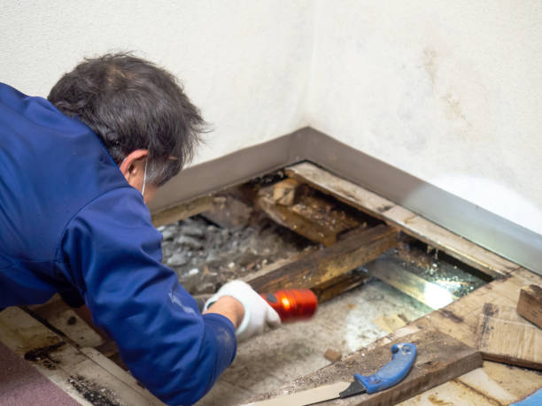 Best Local Mold Removal Service  in Jamul, CA
