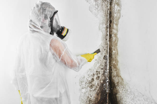 Best Mold Testing and Removal  in Jamul, CA