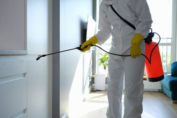 Best Black Mold Removal  in Jamul, CA