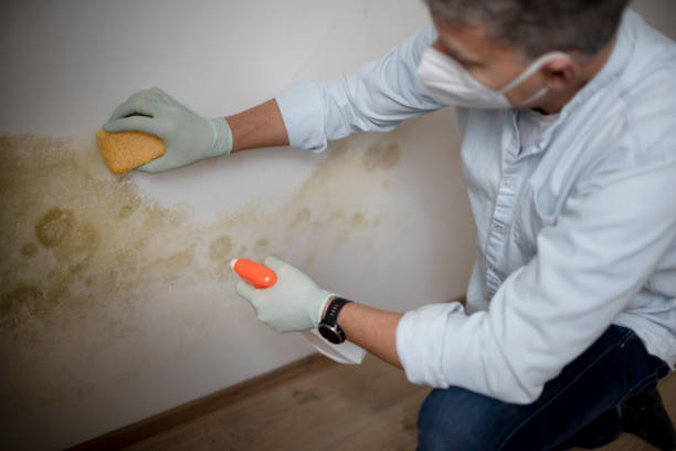 Mold Testing and Removal in Jamul, CA