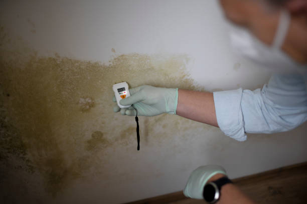 Attic Mold Removal in Jamul, CA