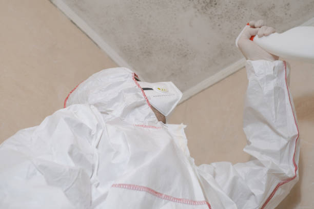 Best Mold Damage Repair  in Jamul, CA