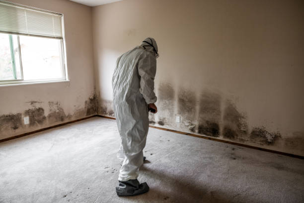 Best Mold Inspection  in Jamul, CA