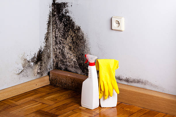 Best Commercial Mold Removal  in Jamul, CA