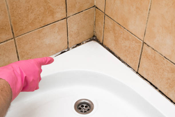Best Black Mold Removal  in Jamul, CA